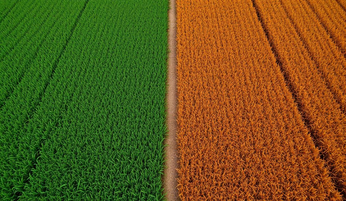Aerial view of a field divided between healthy green and moisture-stressed amber vegetation